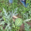 무곡농장 이미지