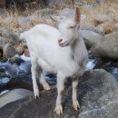 강릉송이 이미지