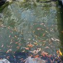 단짠아쿠아 평화점 이미지