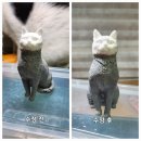 묘 미 앤 이미지