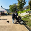 주차19 | 2025 고양 창릉천 코스모스 축제 먹거리 주차 팁 총정리 &#39;10월19일 미리 다녀온 후기!&#39;