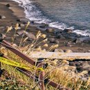 도원제주태양광 | 니콘 Zf에 어울리는 수동 렌즈, 보이그랜더 아포란타 35mm F2 II 제주 실사용 후기