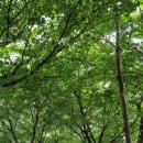 6월19일(토) 안양천 벚나무숲길과 선유도공원 걷기 (마감합니다 ) 이미지