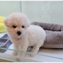 대구강아지분양 마마스미독 본점 이미지