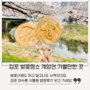 여수룬 | 김포 벚꽃명소 계양천 벚꽃구경 여수룬 식물원 방문후기