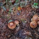 보우모터스 이미지