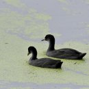 호곡리의 물닭(Common Coot) 이미지
