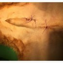 닥터김 동물병원 이미지