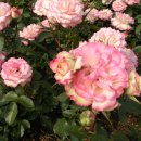 장성공원3 이미지