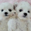 장군켄넬 이미지