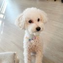 산책갈까? 이미지