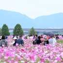 코스모스길14번길 이미지