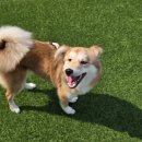 대견하개 이미지