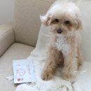 동엽농장 | 어바웃펫 강아지 간식 구매후기 펫로그 쓰고 GS&amp;POINT 2500포인트 받기!