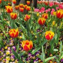 강아지정원 이미지