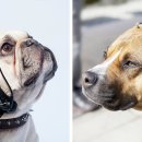 PETPLUS 티스토리