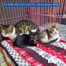 수원-0168 이미지