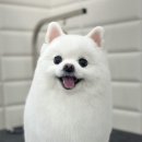 러블리 댕댕 이미지