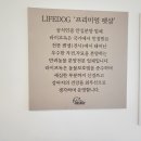 라이프독강아지고양이