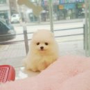 바둑아 놀자 이미지