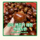 장태산농장 | 가을밤농장 밤 줍기 체험, 공주 말재농원에서 하고 왔어요