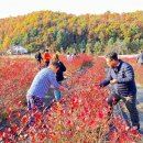 허브 식물과 향기의 이용 이미지