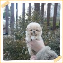 강아지분양 퍼피베이비 | 안성강아지무료분양 홍스퍼피에서 만난 후기