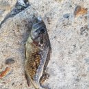 하리선착장 이미지