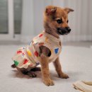 아람이네 이미지