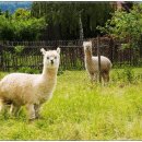 사교농장 이미지