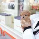 대구강아지분양 퍼피얌 | 대구강아지분양, 홍스퍼피 방문 후기 – 믿을 수 있는 첫 강아지 입양