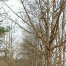 국제행정사 이미지