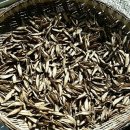 사미정민박 이미지