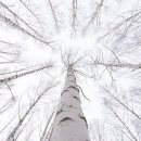 자작&white 이미지