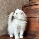 도그365 | 인천강아지분양 고양이분양 도그마루 강아지분양 나의 소중한 반려묘