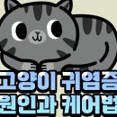 154. 고양이 귀 염증 원인과 케어법! 이미지