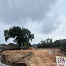 일로로이 이미지