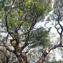 제주 강정동 담팔수(濟州 江汀洞 담팔수) 이미지