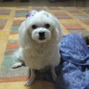 나는강아지 이미지