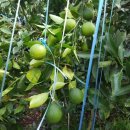 천선농장 이미지