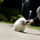 밀리언 로즈 가든 이미지