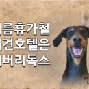 베버리 독스 이미지