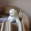 리사앤루이 프리덤 이미지