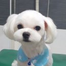 동인애견샵