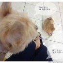 노성남 동물병원 이미지