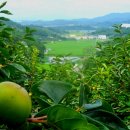 봉재농장 이미지