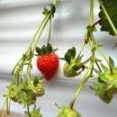 강원농장 | [강릉 사천/딸기 농장] 강릉 빵스팜 딸기 따기 체험·와플 만들기 내돈내산 후기 🍓🧇