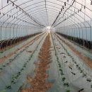 천풍농장 이미지