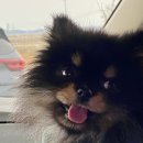 태안 알로하오에 애견풀빌라 | 태안 알로하오에 애견풀빌라 후기 - 반려견과 함께 즐기는 힐링 여행