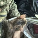 묘성급호텔 | 외대앞 고양이 호텔 _묘성급 호텔 이사 당일 방문 후기